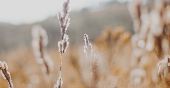 From Chaos to Clarity: ADHD-Focused Group Psychotherapy