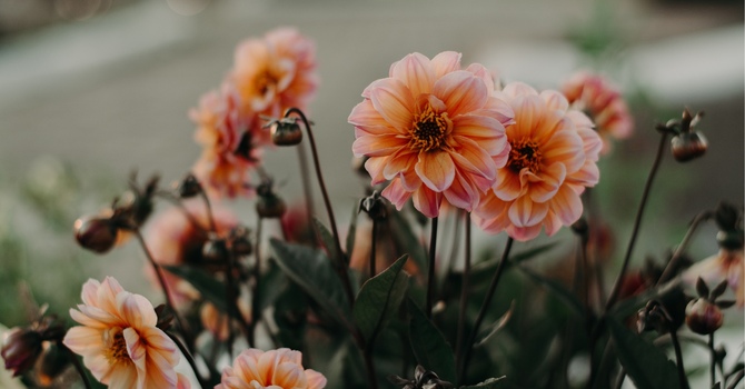 From Chaos to Clarity: ADHD Group Psychotherapy
